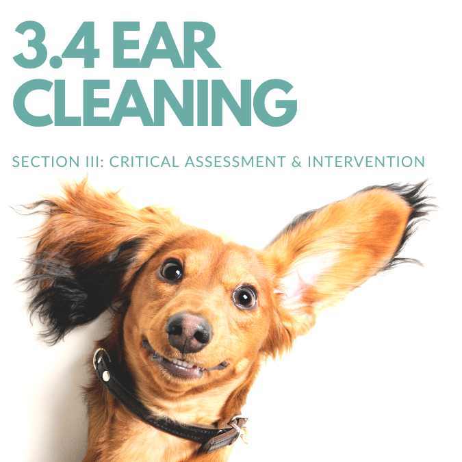how-to-clean-my-pets-ears-