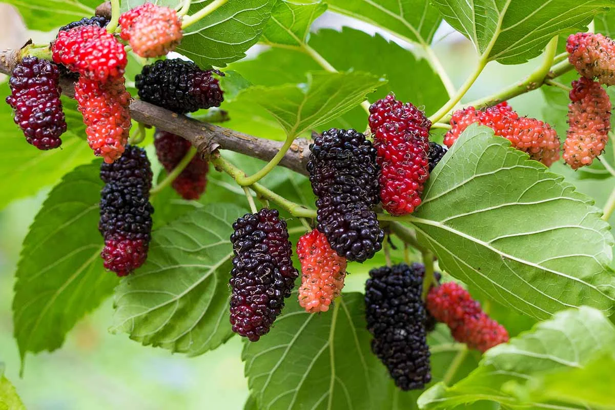 Ripening mulberries ranging from red to deep purple hanging from a mulberry tree branch, showcasing productive berry harvests for edible landscapes.