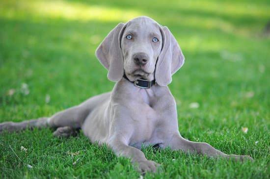 A grey Weimaraner with blue eyes lays in a patch of green grass