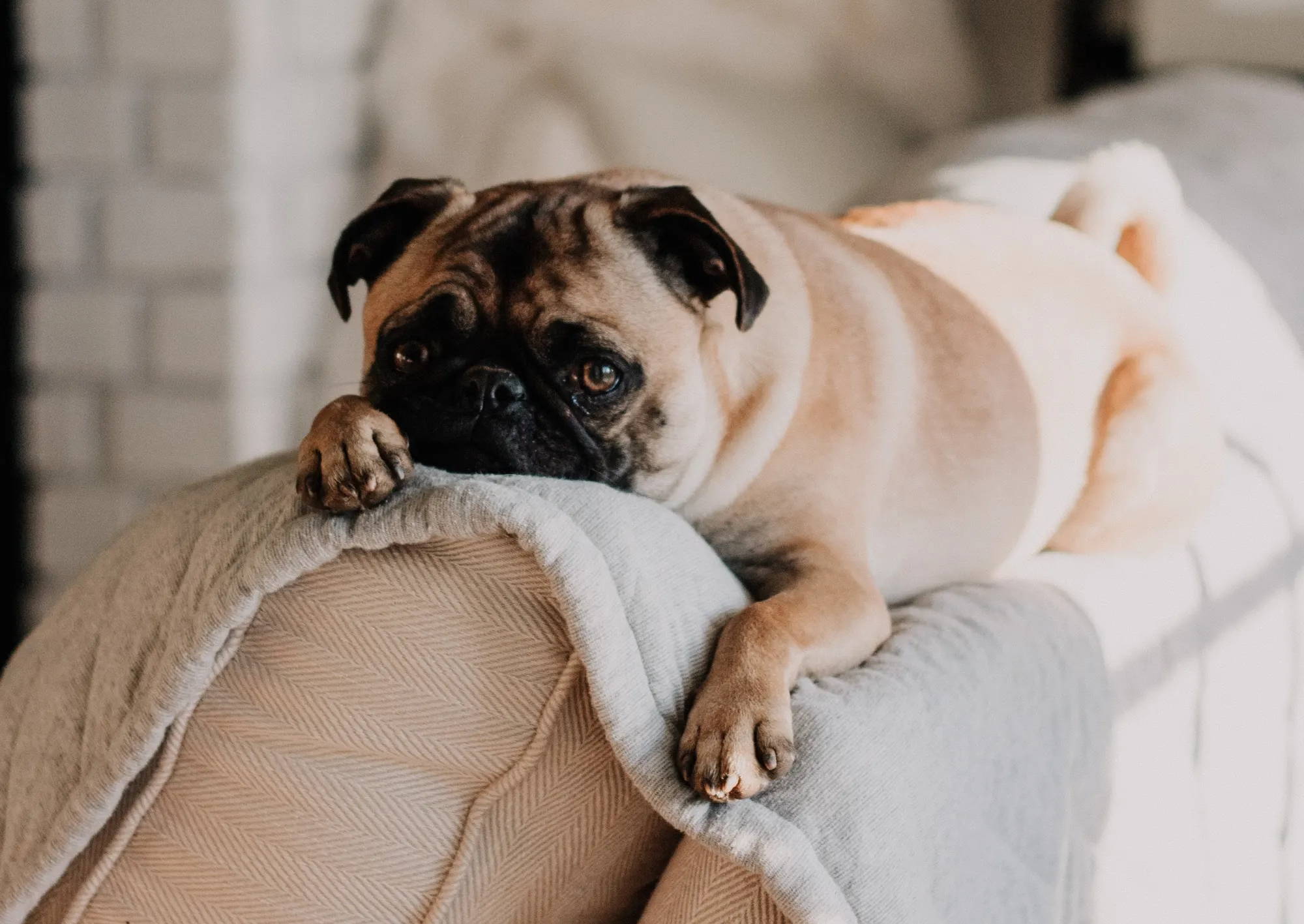 Pug Laying On A Couch