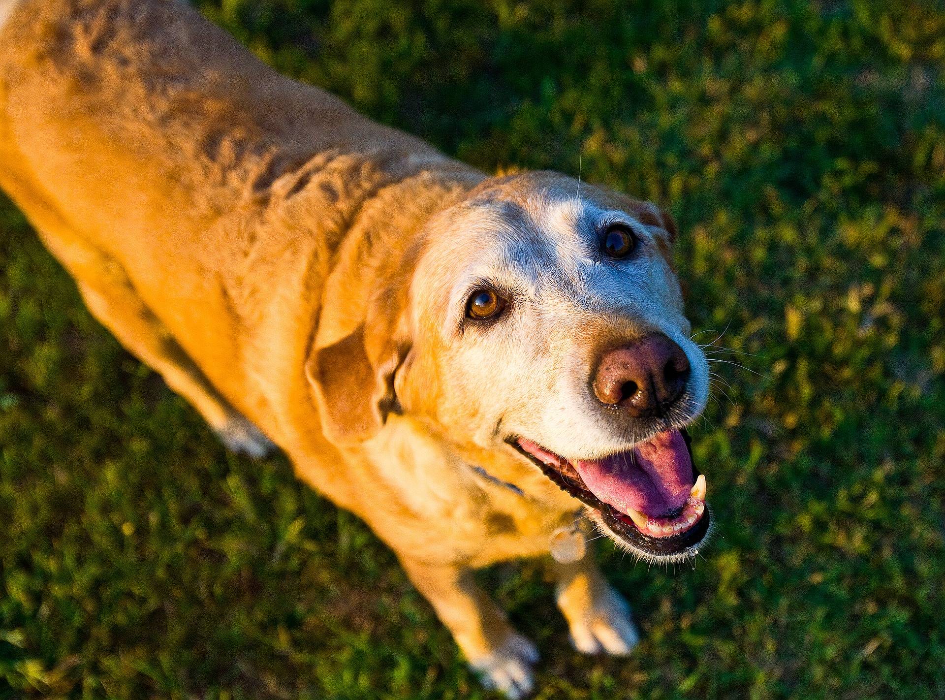 Old Yellow Labrador 