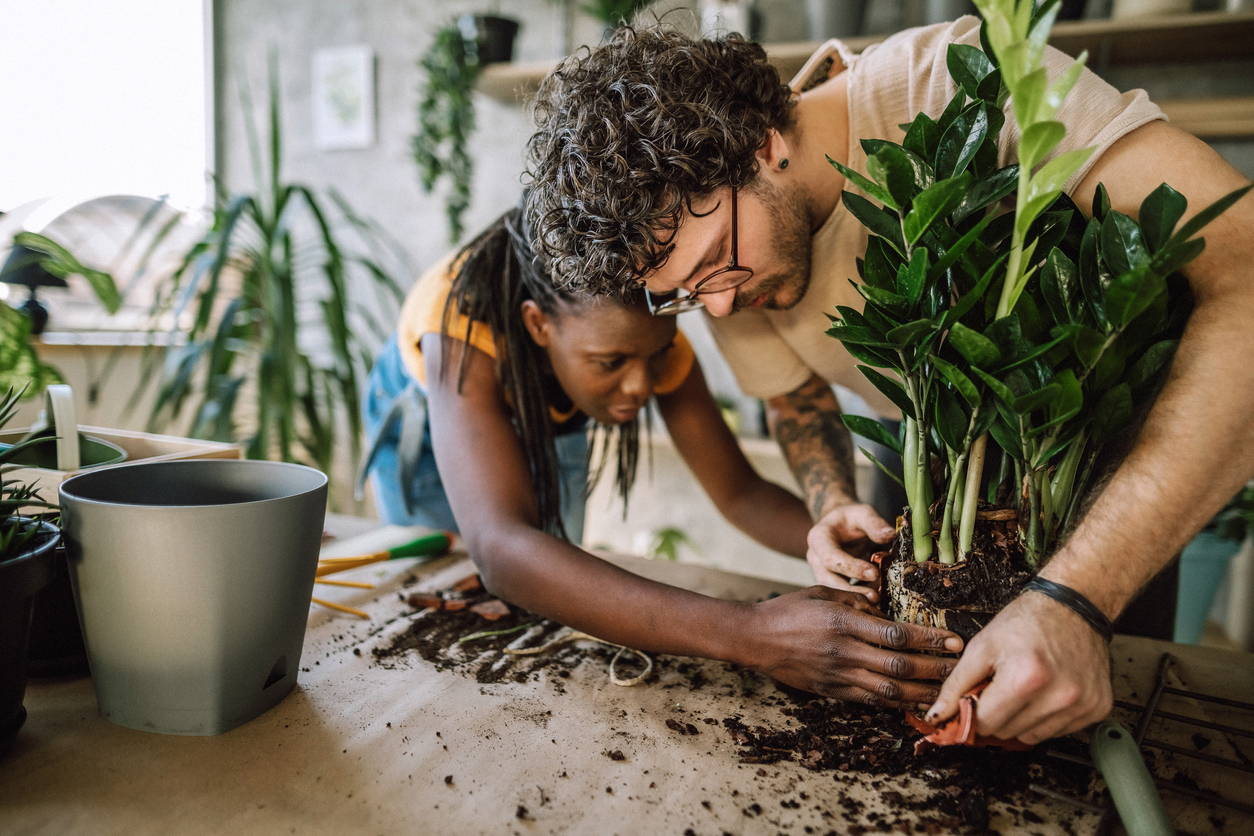 Couple repotting a rootbound ZZ Plant at The Good Plant Co