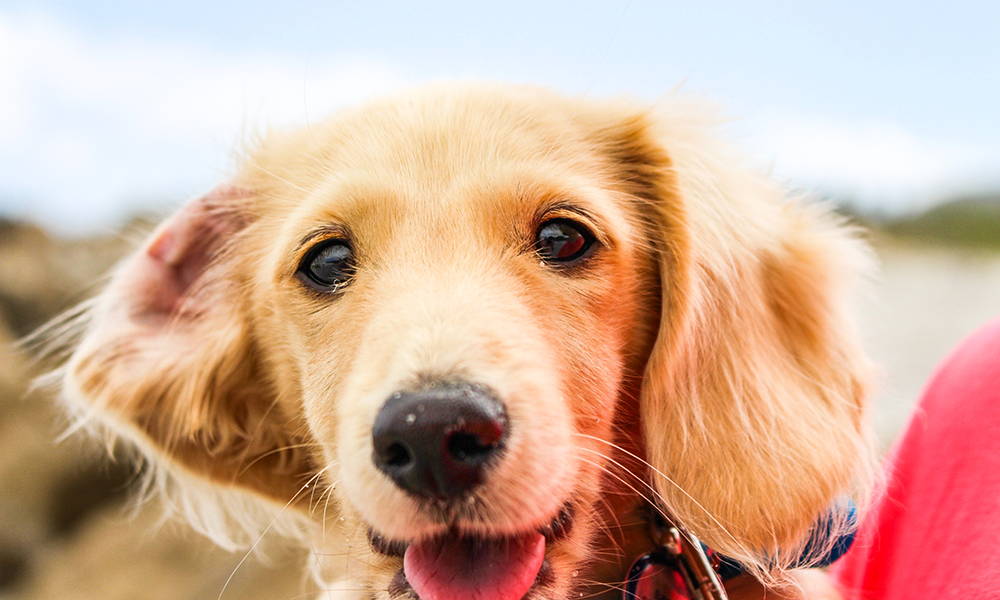 cute doggy with ear folded back 