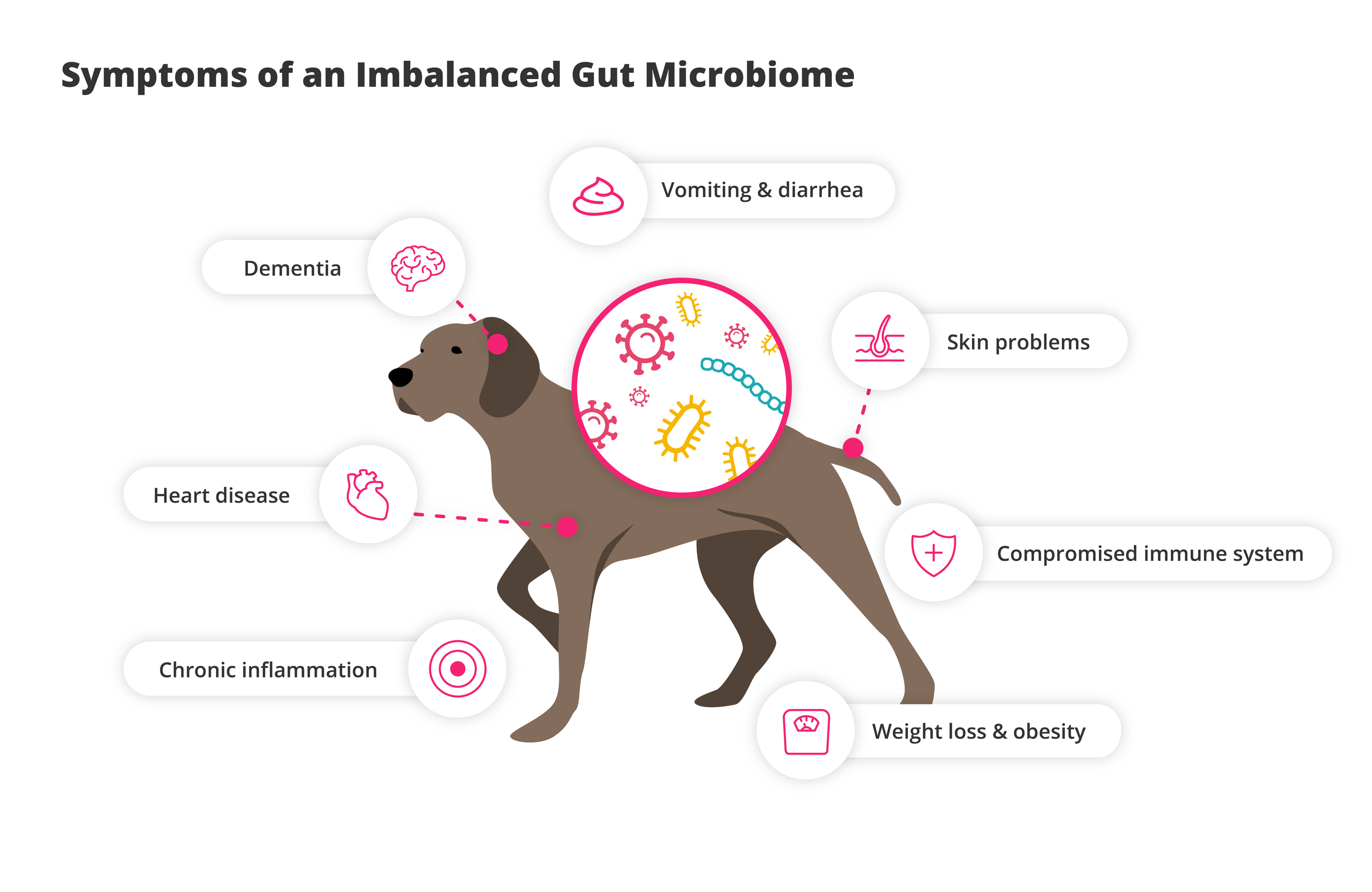 Symptoms of an Imbalanced Gut Microbiome: Dog Gut Health