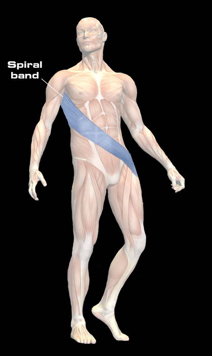 lateral fascial line or band right shoulder to left hip
