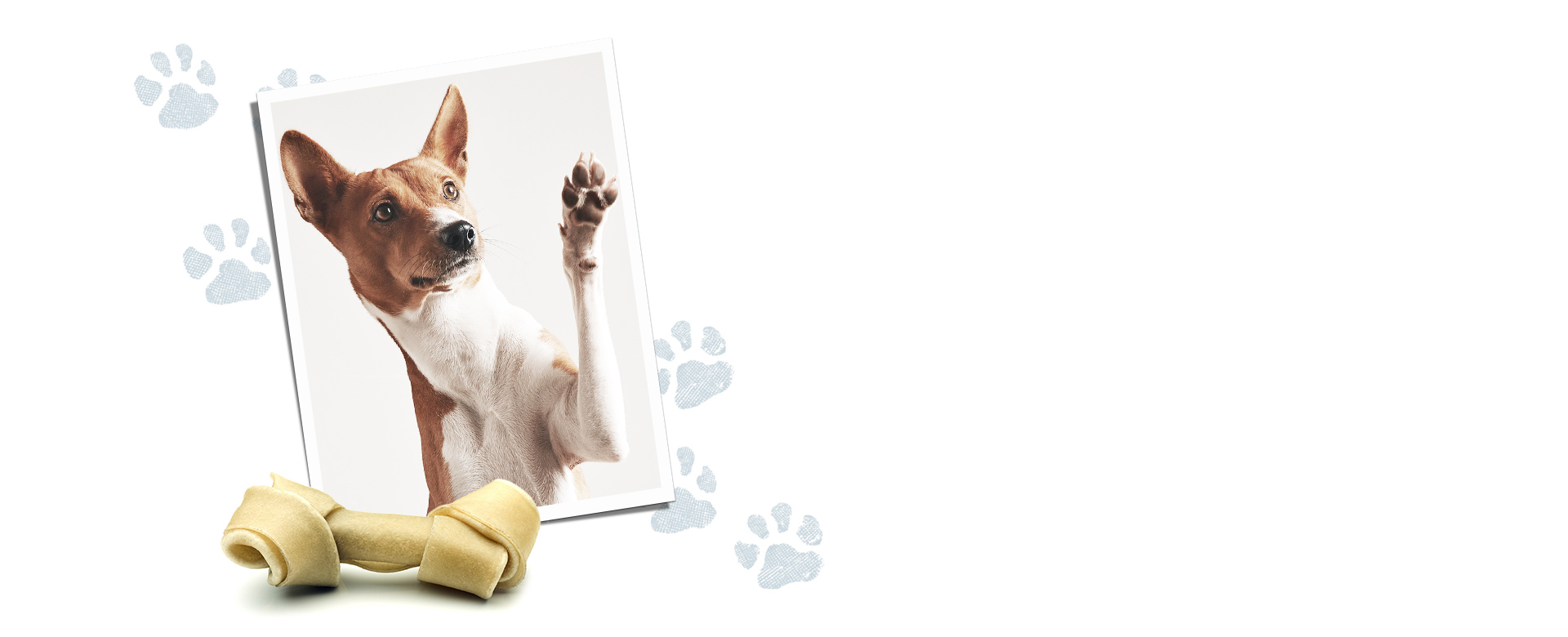 photo of dog with paw prints