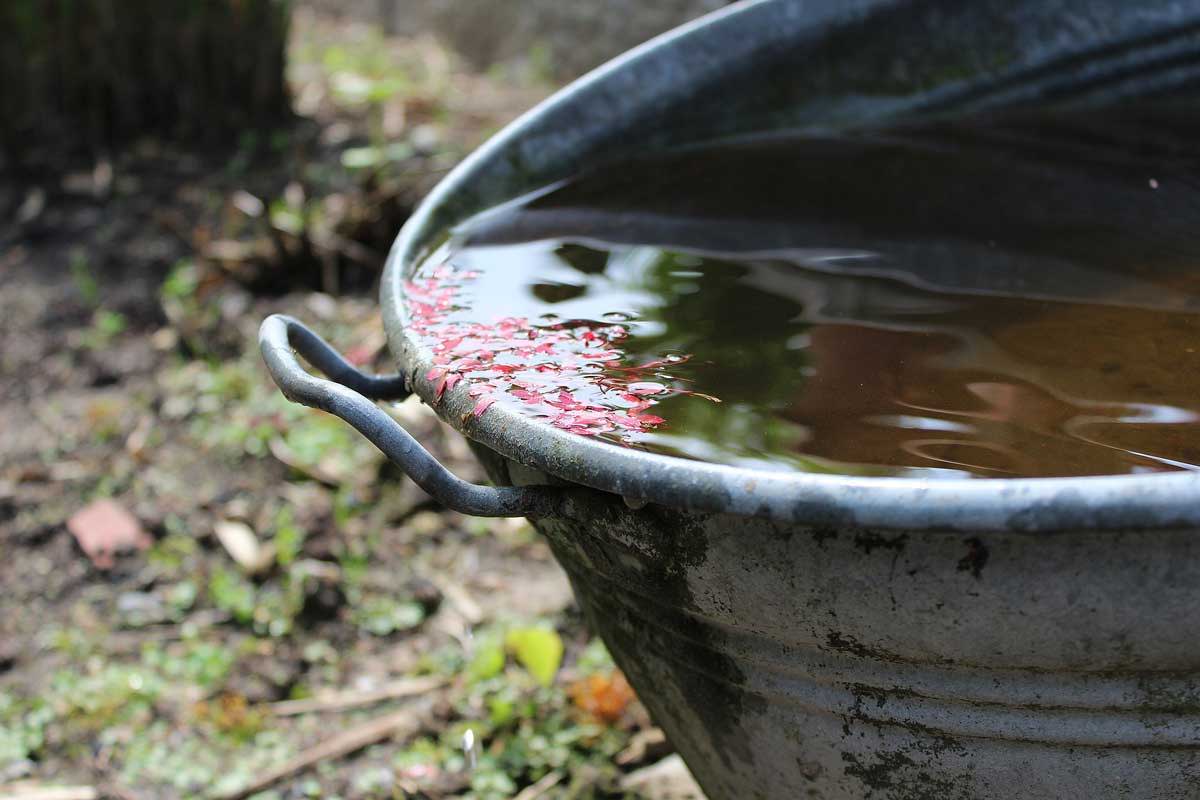 Rainwater and debris being poured out a barrel