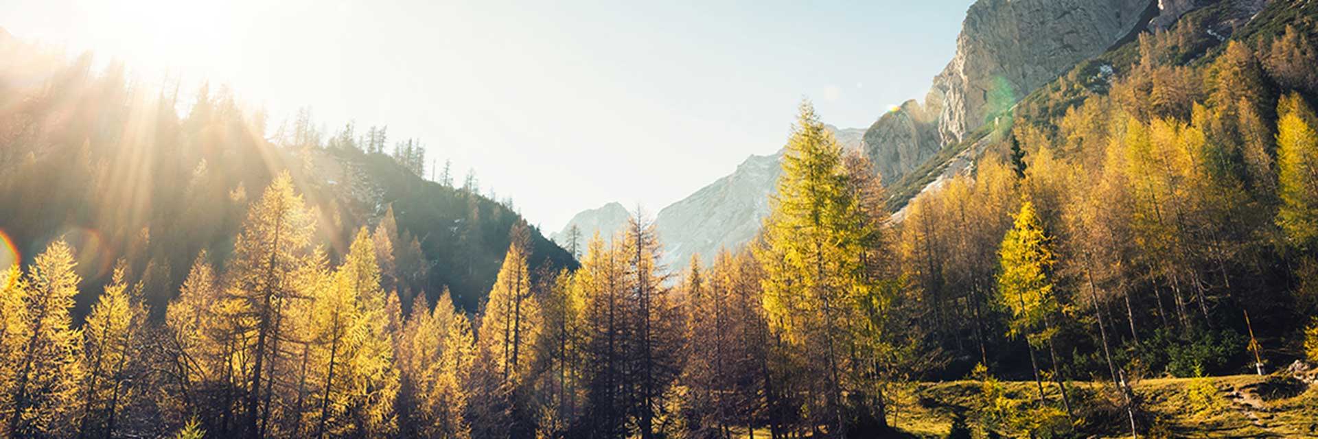 Fall trees promoting carbon neutrality