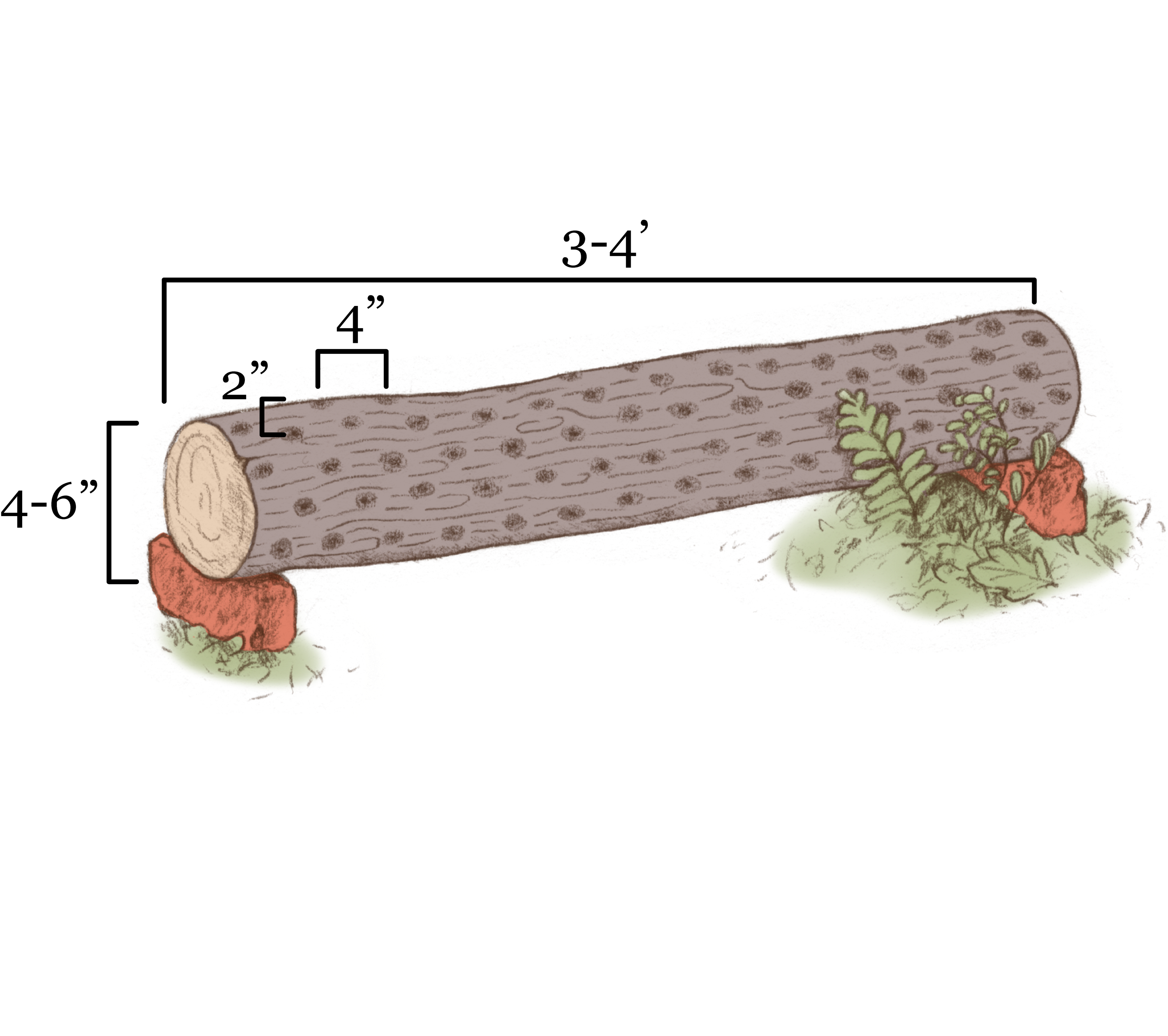 How to Grow Mushrooms on Logs, Totems & Stumps | North Spore