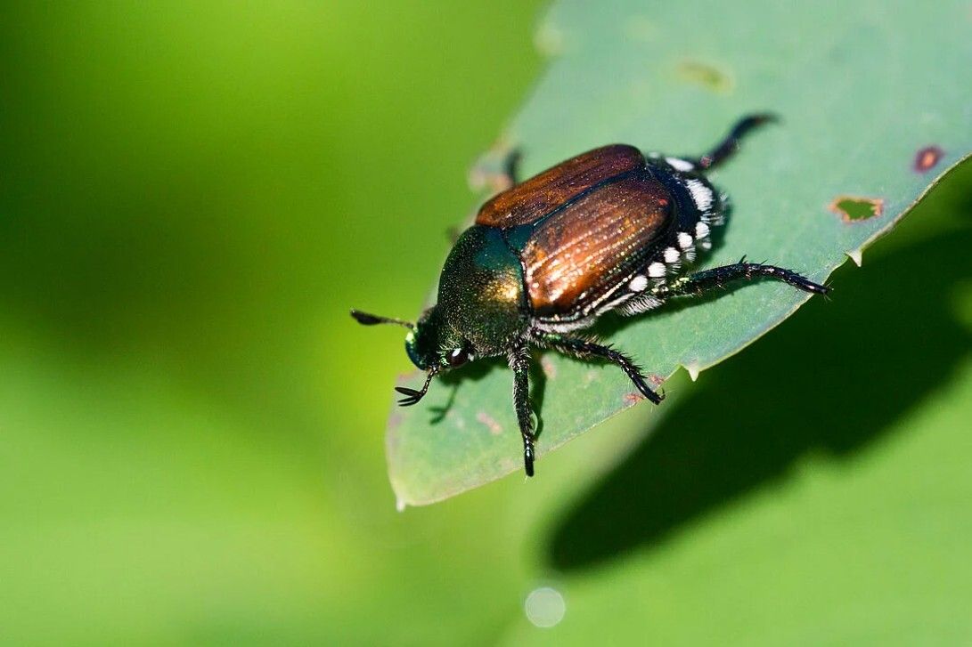 Close-up of a shiny beetle on a green leaf.