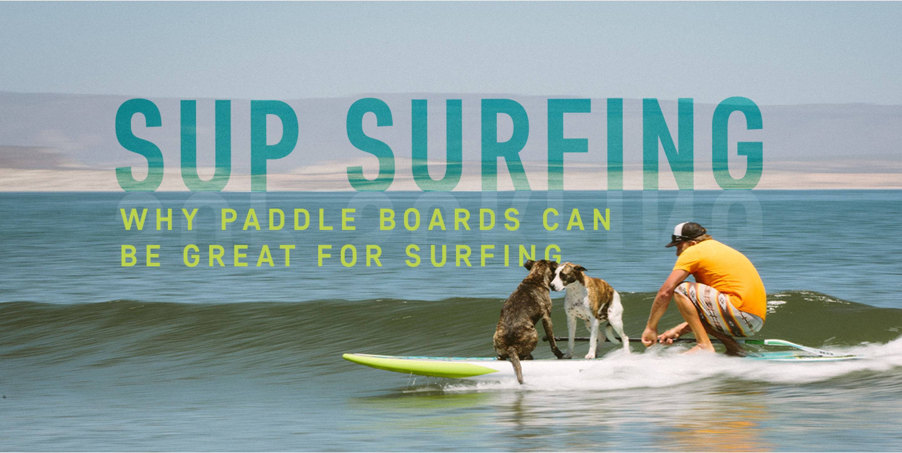 Guy SUP surfing with his dogs on the paddle board
