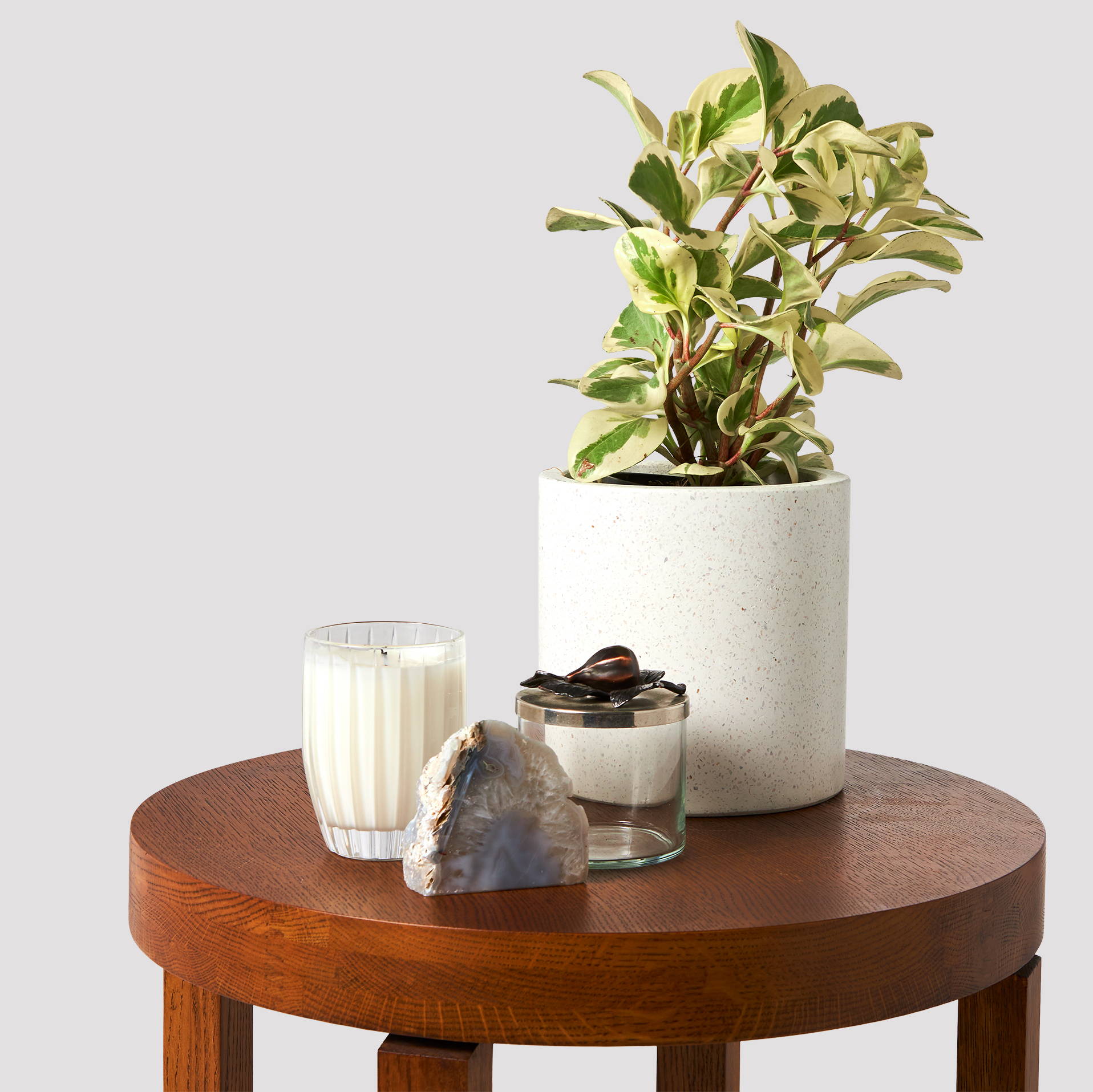 Peperomia Obtusifolia Albo-Marginata indoor plant on timber table top with accessories