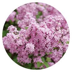 Photo of Bloomerang Purpink® Reblooming Lilac