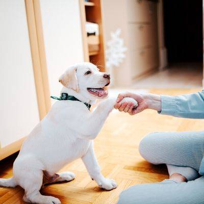 Labrador Puppy | Training Socialisation Grooming Feeding Guides | Bone Idol