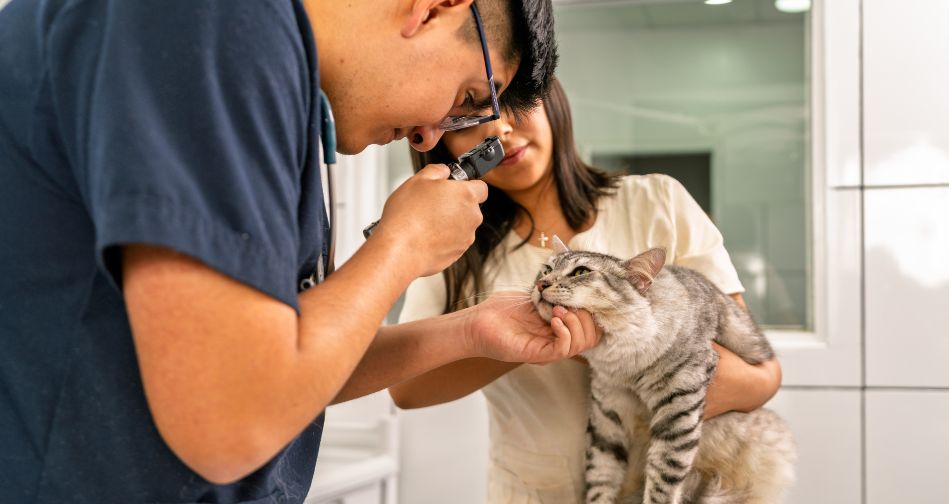 Vet looks at cat's eye