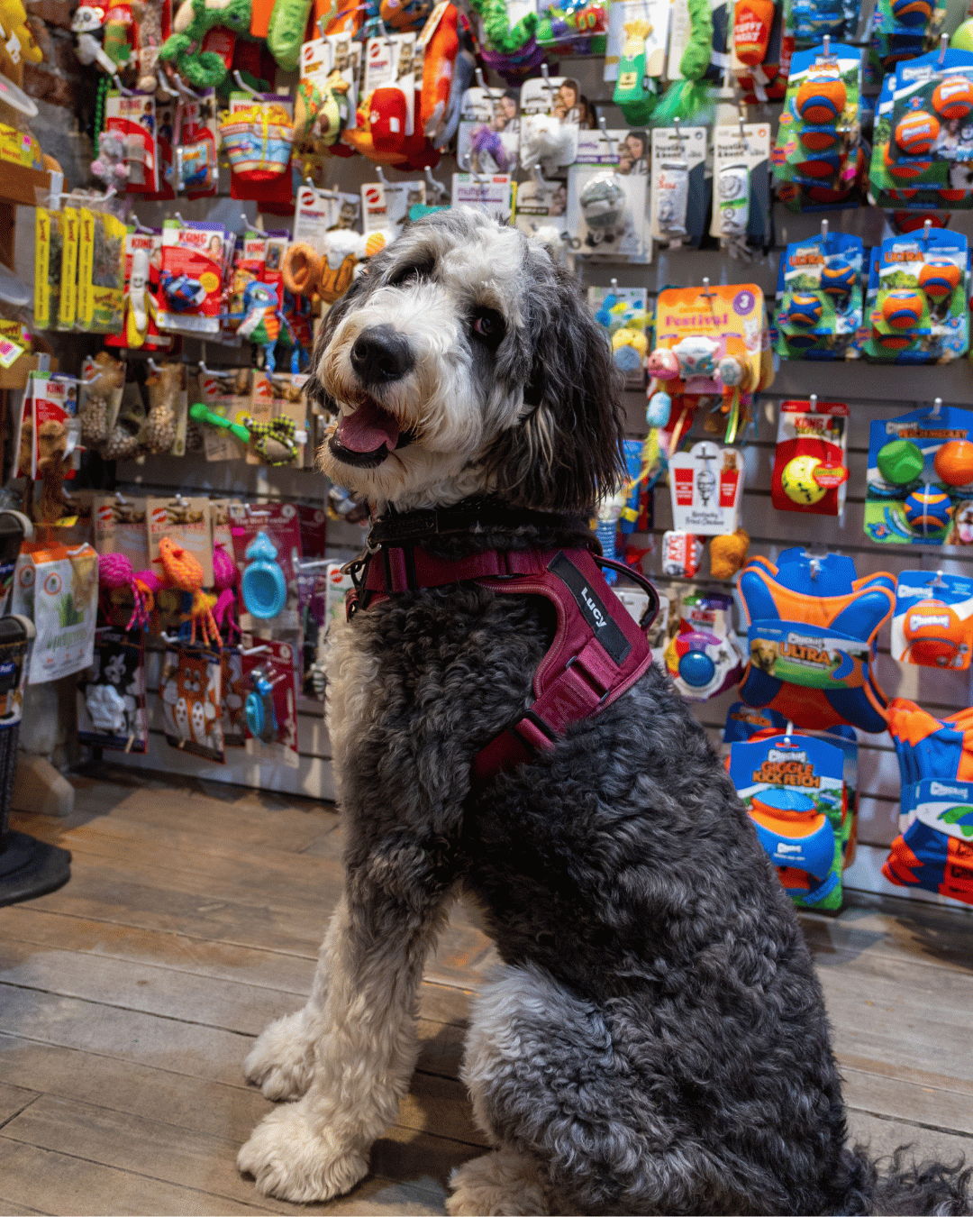 Dog sitting in a pet store filled with colorful toys.