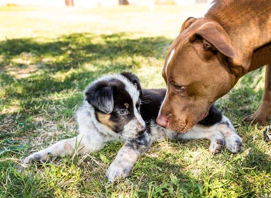 A large brown dog sniffs towards the head of an Australian Shepherd puppy laying in green grass