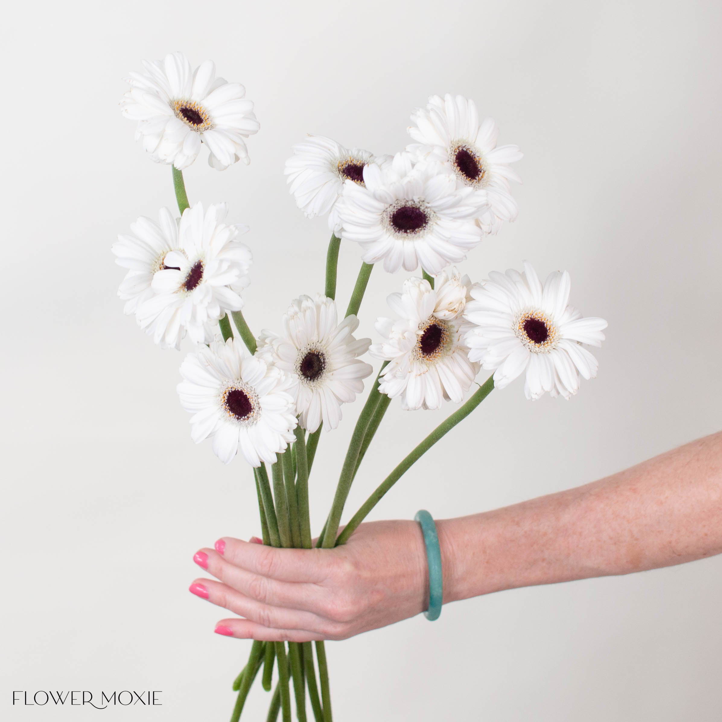 Snoopy White Mini Gerbera Daisy