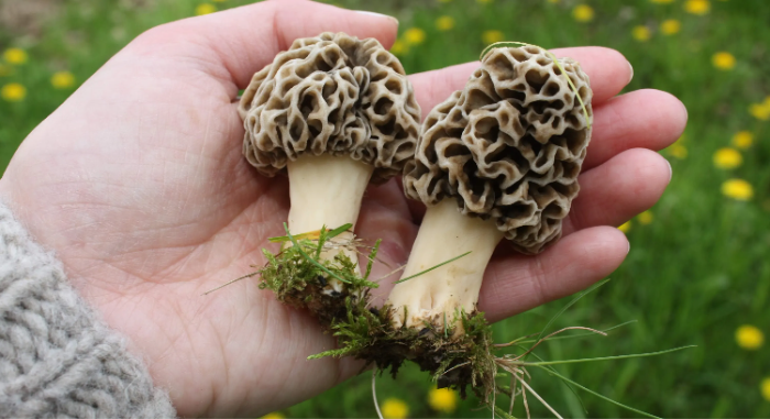 morel mushrooms in hand