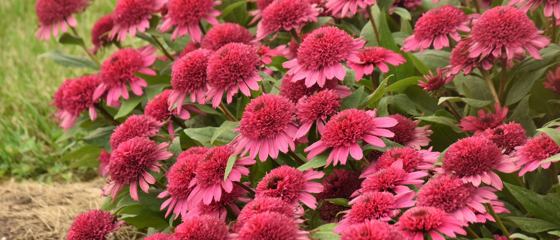 Photo of Double Coded® 'Raspberry Beret' Coneflower