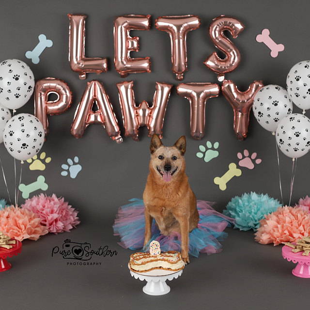 Lets Pawty Balloons | Puppy Birthday Party Decoration | Puppy Birthday Party Decor Balloon | Dogs Birthday Party Banner/Sign