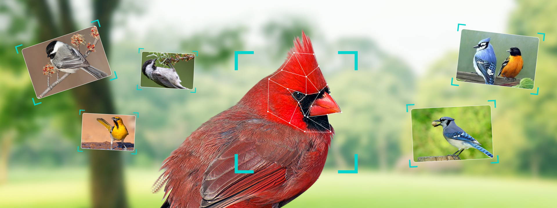 Birdkiss Smart Bird Feeder Recognizes Multiple Bird Species