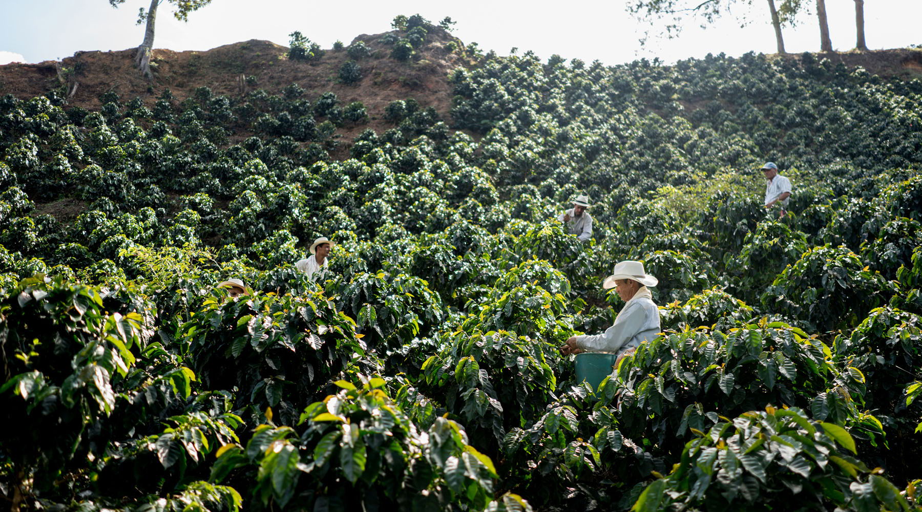 Workers harvesting coffee in a lush plantation under bright sunlight.