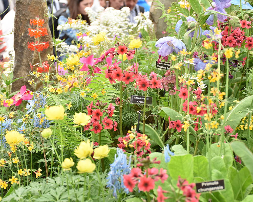 Various colorful flowers growing at the Chelsea Flower Show