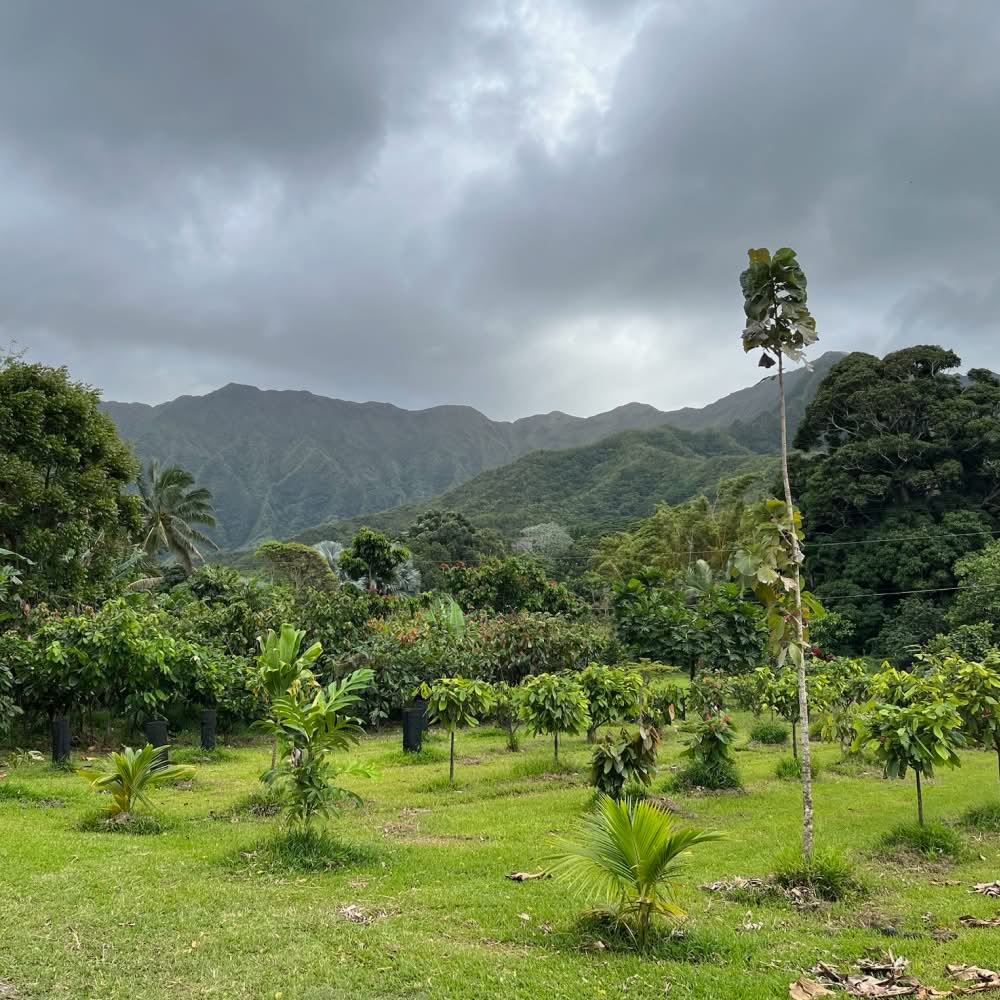Lush green landscape with mountains and cloudy sky in the background.