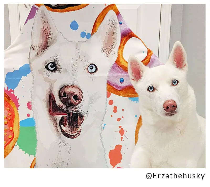 white husky on an apron