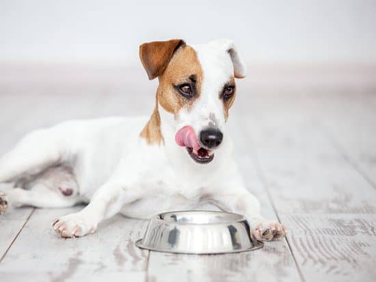 a dog licking its lips eating out of a silver dog bowl 