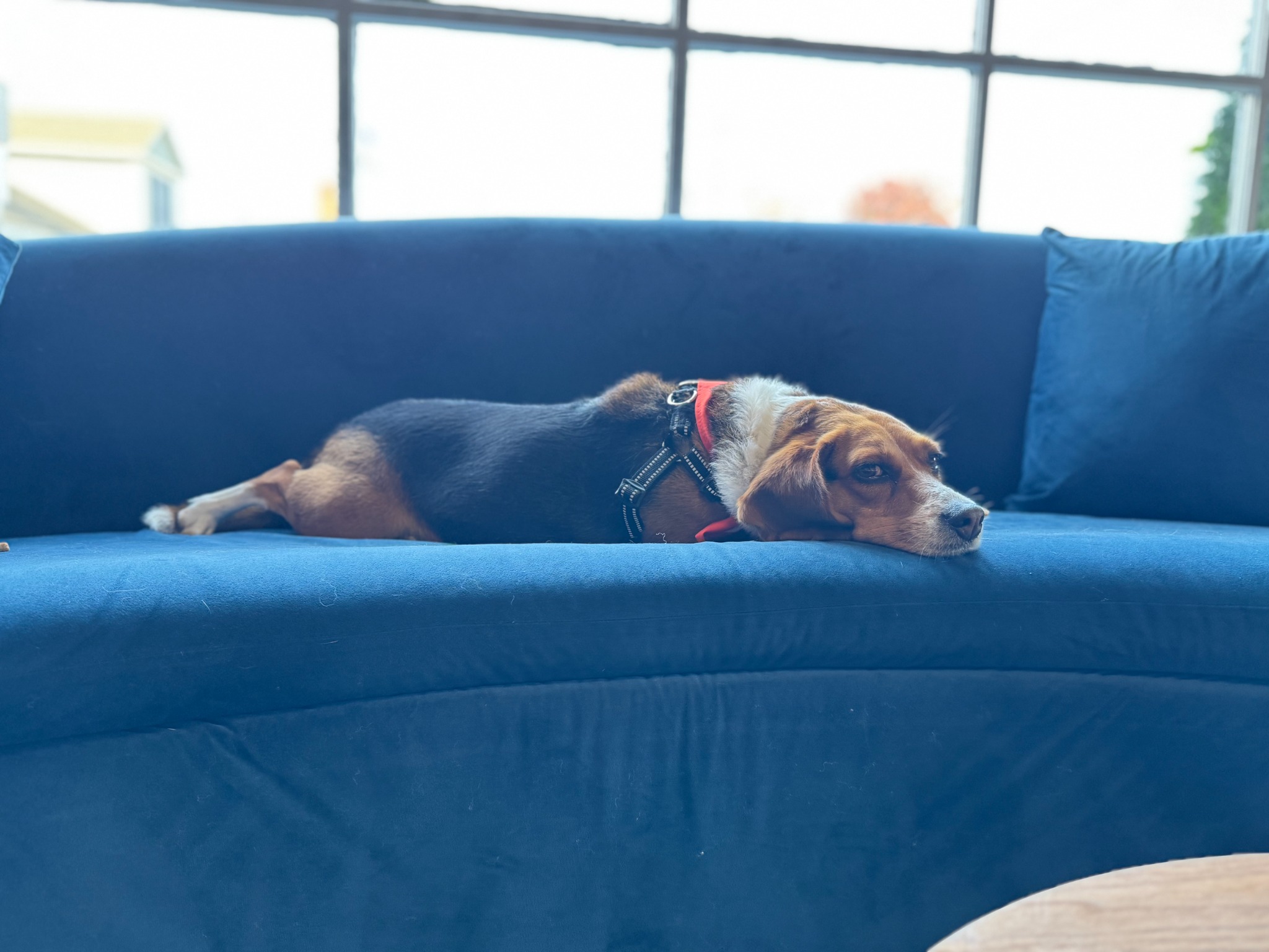 Dog resting comfortably on the blue salon couch