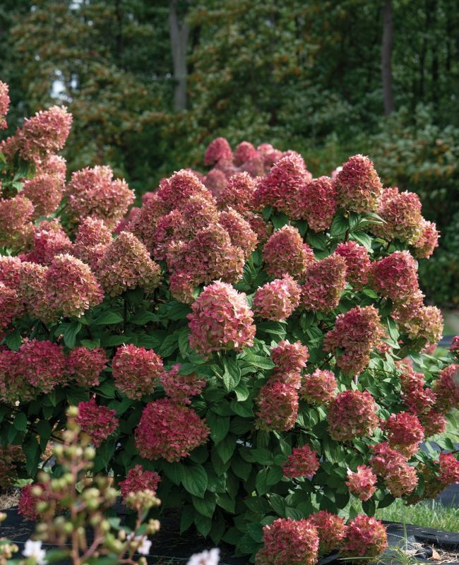 Fire Light® Panicle Hydrangea planted outside in a garden surrounded by green fooliage.