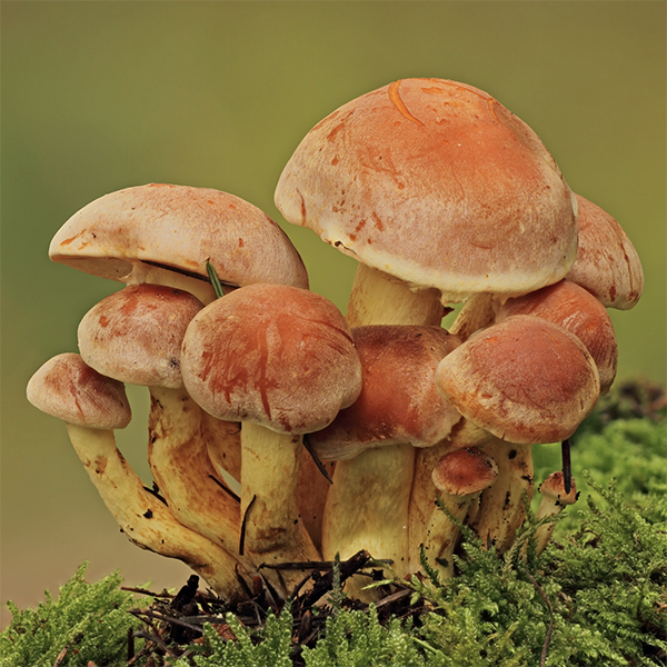 brick cap mushroom