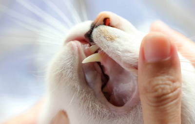 A kitten having its teeth checked