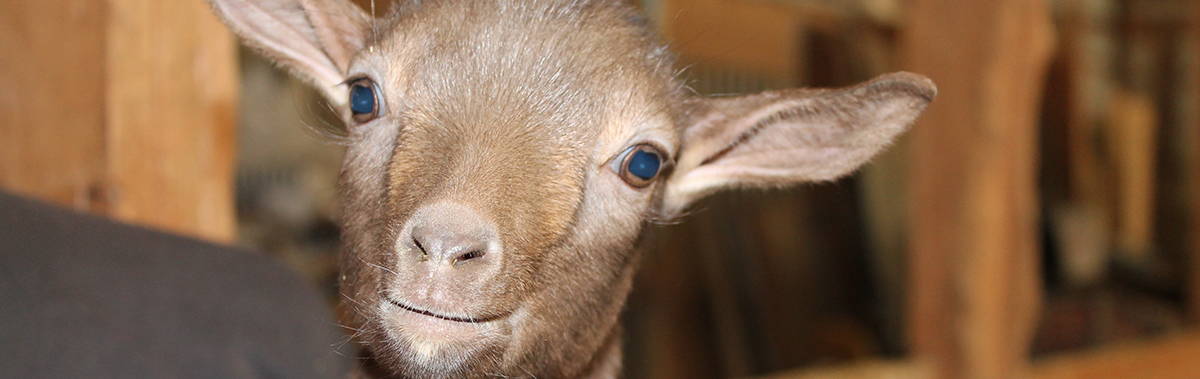 smiling goat