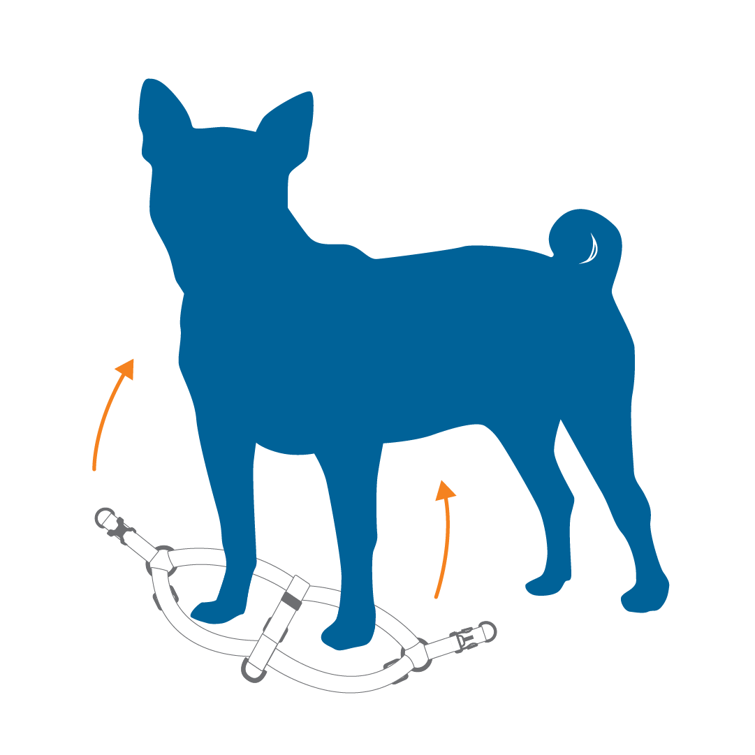 Illustration of a dog with a harness design.
