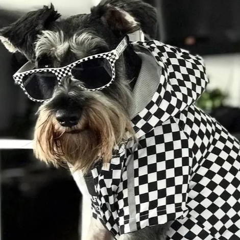 @yachty00 Wearing the Checkered Flag Dog Raincoat