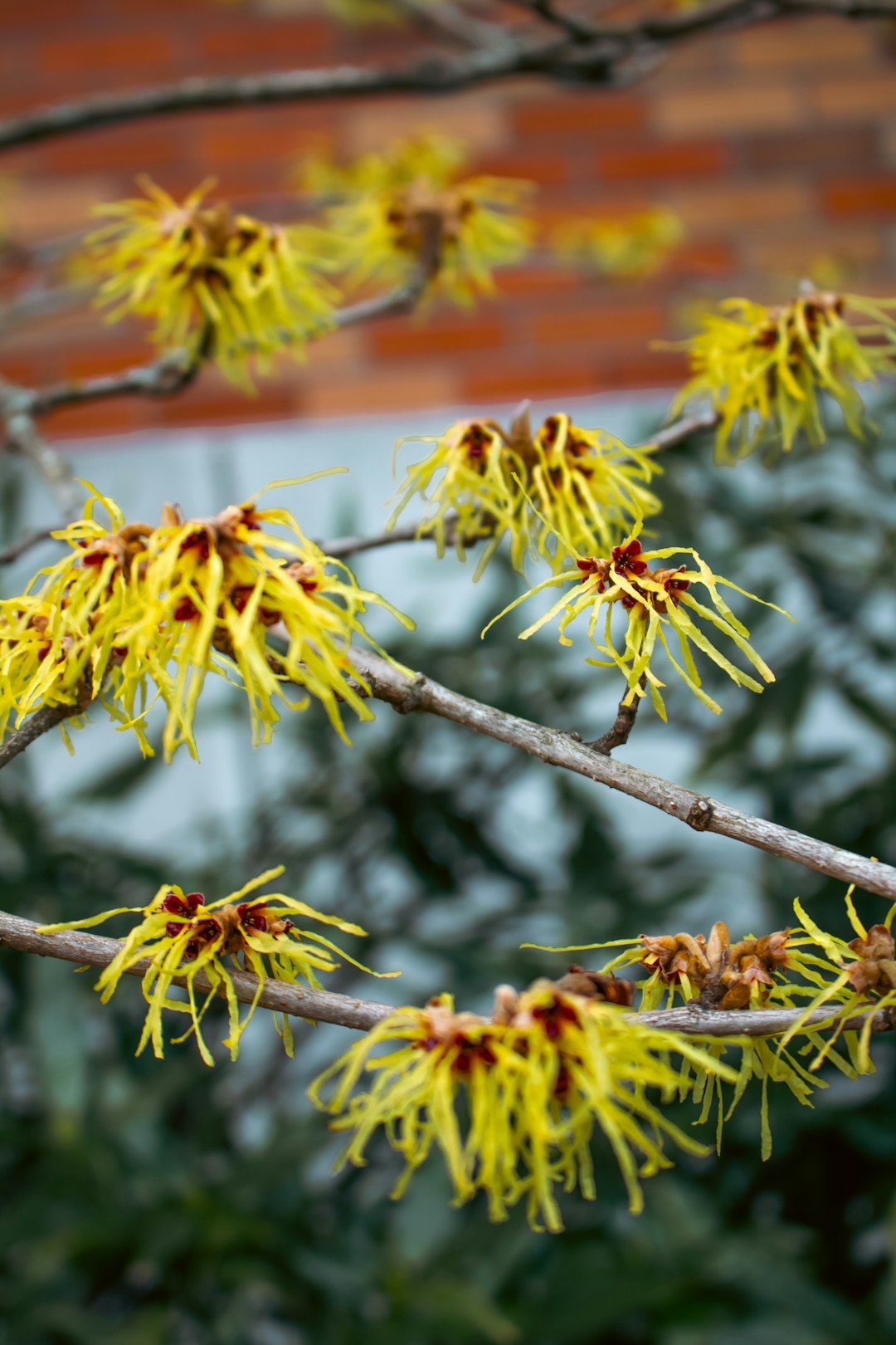 Yellow witch hazel flowers bloom on branches.