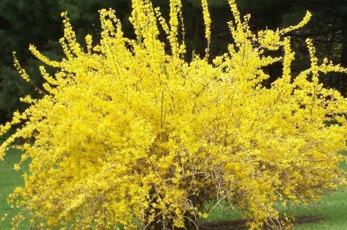 Yellow Shrubs Landscape Options Plantingtree