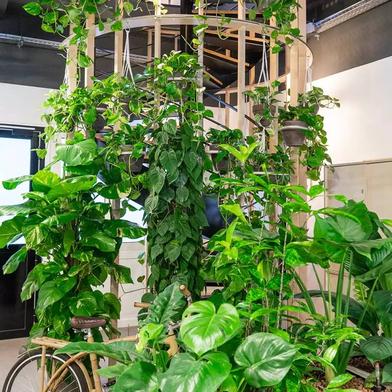 les plantes vertes au centre de votre espace de travail