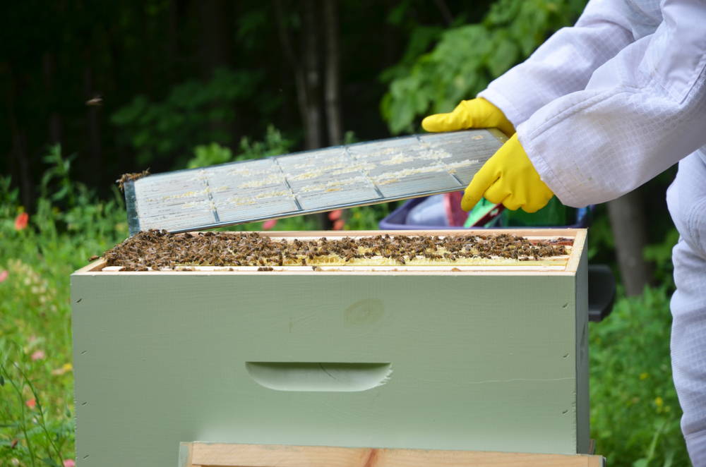 Removing Queen Excluder