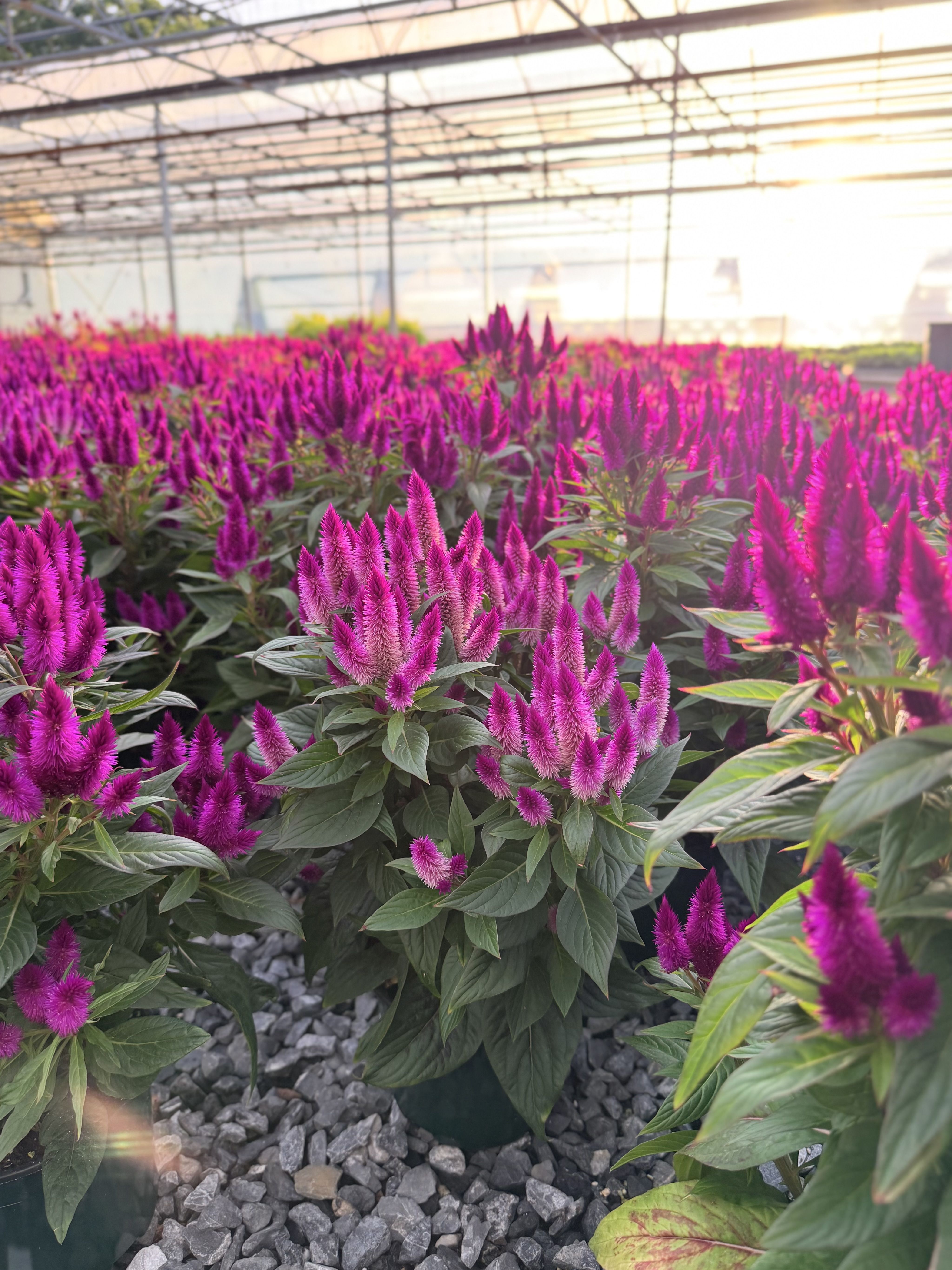 A greenhouse filled with vibrant pink flowers.