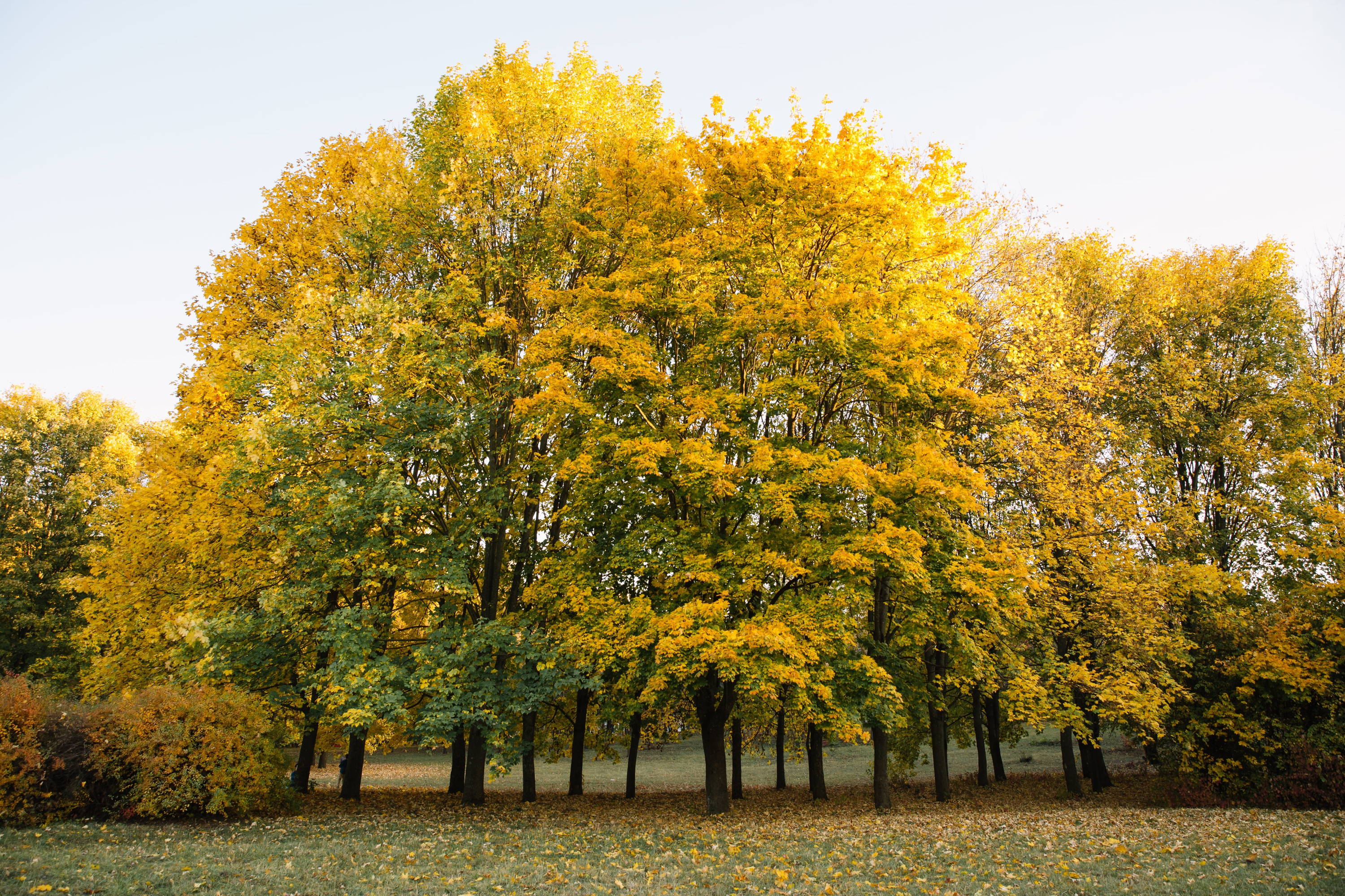 Yellow tulip poplar trees in a park.