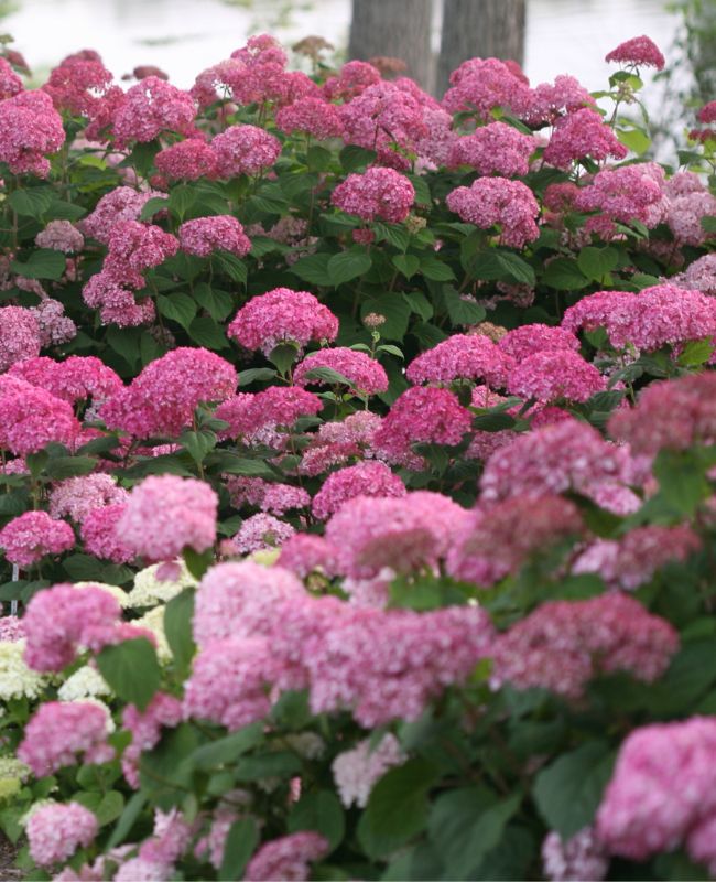 Invincibelle® Spirit II Smooth Hydrangea planted in an outdoor garden