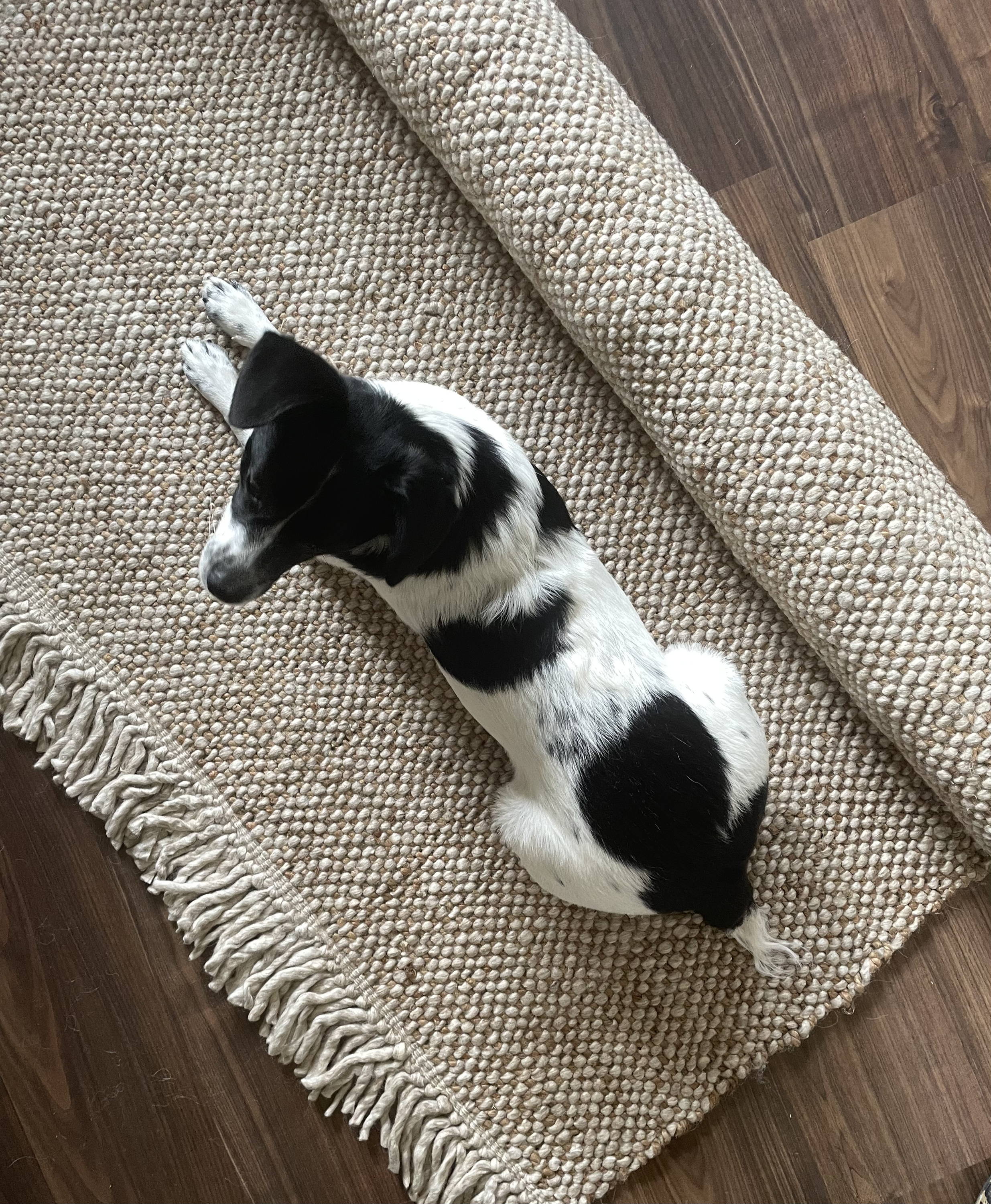 Ein Hund auf einem eingerollten Teppich