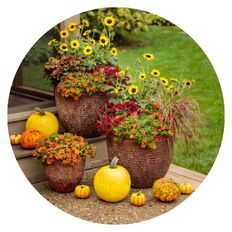 Photo scene of Supertunia Black Cherry, Superbells Double Orange, Suncredible Yellow, Dolce Toffee Tart, Graceful Grasses Fireworks