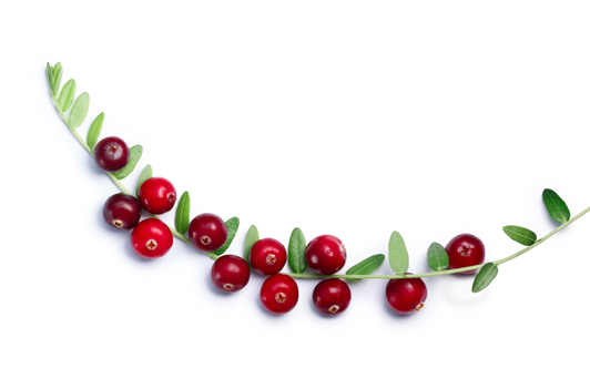 Cranberry