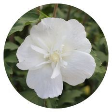 Photo of White Chiffon® Rose of Sharon
