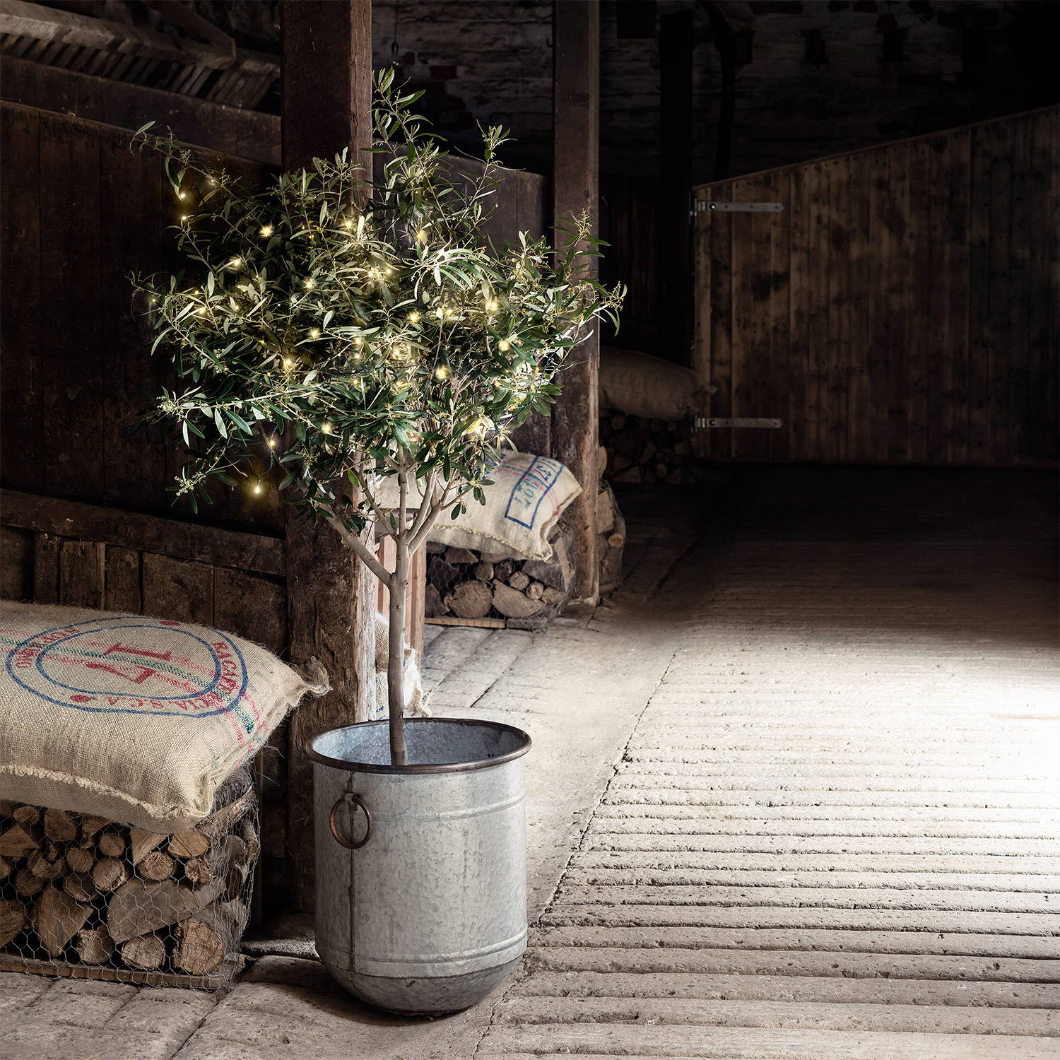 Warm white LEDs wrapped around an olive tree in a rustic barn setting 